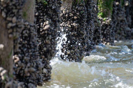 Groups of live mussels clams shellfish growing on wooden poles at low tide in North sea, Zoutelande, Zeeland, Netherlandsの写真素材
