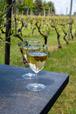 Tasting of Dutch white wine served outdoor on green meadow with vineyard on background, wine production in Netherlandsの写真素材
