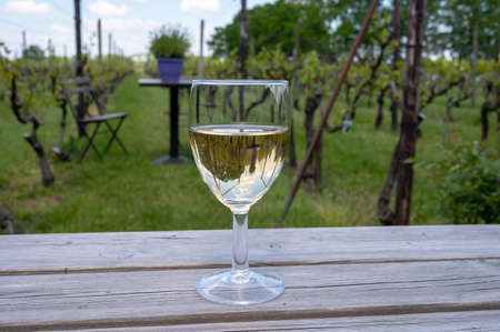Tasting of Dutch white wine served outdoor on green meadow with vineyard on background, wine production in Netherlandsの写真素材
