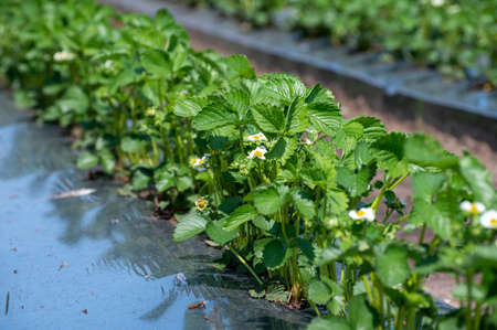 Plantations of young strawberry plants in blossom growing outdoor on soil covered with plastic filmの写真素材