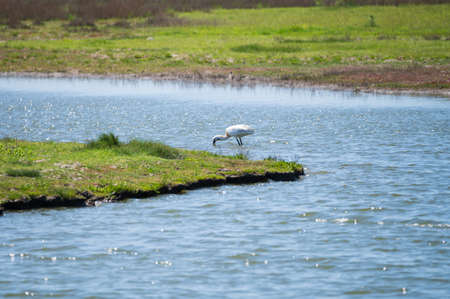 Birds collection, white common spoonbill walking on nature reserve lagoon in Zeeland, Netherlands