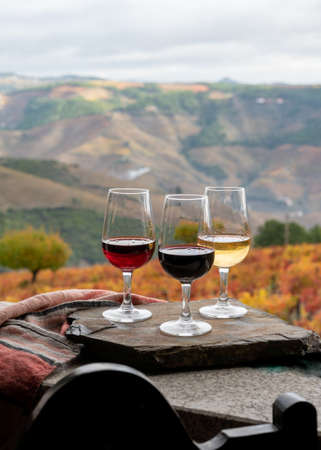 Tasting of Portuguese fortified dessert and dry port wine, produced in Douro Valley with colorful terraced vineyards on background in autumn, Portugalの写真素材