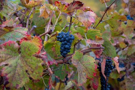 Colorful leaves and ripe black grapes on terraced vineyards of Douro river valley near Pinhao in...