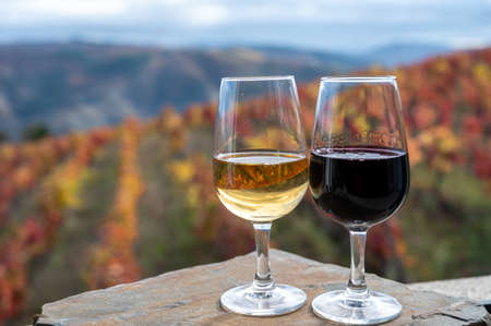 Tasting of Portuguese fortified dessert and dry port wine, produced in Douro Valley with colorful terraced vineyards on background in autumn, Portugalの写真素材