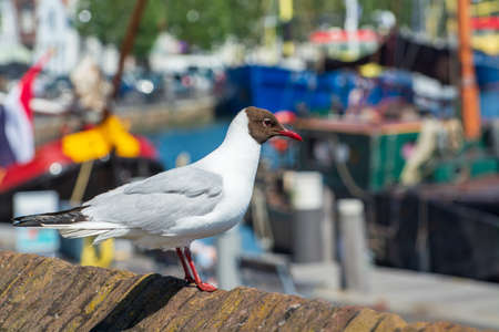 Dutch birds collection, black-headed gull Chroicocephalus ridibundus or mediterranean gull in summer, Schouwen-Duiveland island, Zeeland,Netherlandsの写真素材
