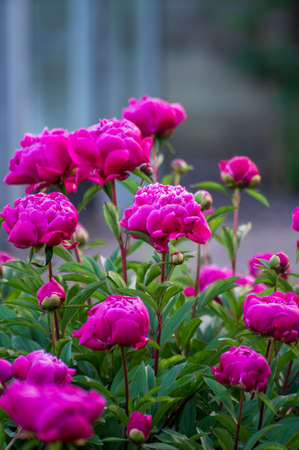Seasonal blossoming of colorful big peony roses in garden in summer