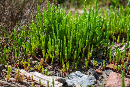 Botanical collection, young green edible sea succulent plant, Salicornia or sea glassworth weed, growing on salt marshesの写真素材