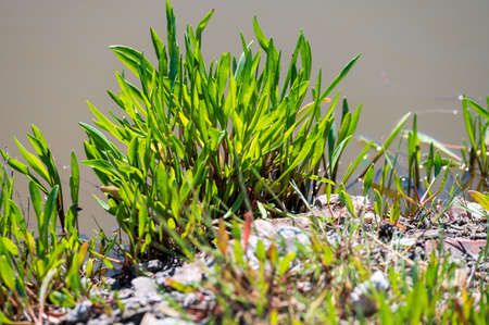 Botanical collection, edible sea aster plant, in summer, Tripolium pannonicum, growing on salt marshesの写真素材