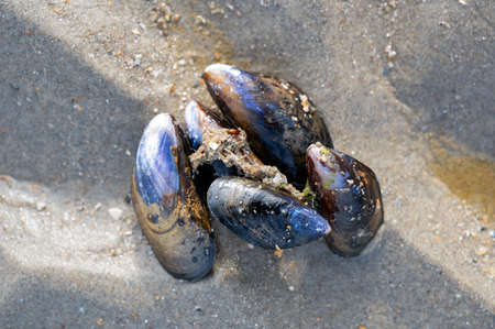 Group of live mussels clams lies on sand at low tide in North sea close upの写真素材