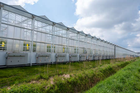 Agriculture in Netherlands, big glass greenhouses used for growing organic vegetables and fruits, flowers in Zeelandの写真素材
