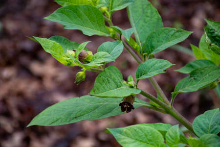 Botanical collection, Atropa belladonna, commonly known as belladonna or deadly nightshade, is...
