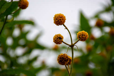 Botanical collection, Buddleja globosa medicinal plant or orange-ball-tree, orange ball buddleja,...