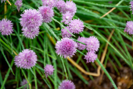 Botanical collection, violet blossom of edible, medicinal, ornamental garden plant Alllium, chive...
