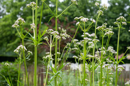 Botanical collection, Blossom of Valeriana medicinal flowering plants in family Caprifoliaceaeの写真素材