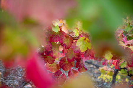 Colorful autumn landscape of oldest wine region in world Douro valley in Portugal, different varietes of grape vines growing on terraced vineyards, production of red, white, ruby and tawny port wine.の写真素材