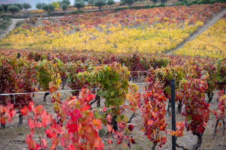 Oldest wine region in world Douro valley in Portugal, colorful very old grape vines growing on...