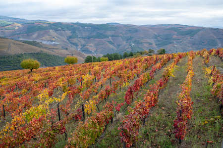 Colorful autumn landscape of oldest wine region in world Douro valley in Portugal, different varietes of grape vines growing on terraced vineyards, production of red, white, ruby and tawny port wine.の写真素材