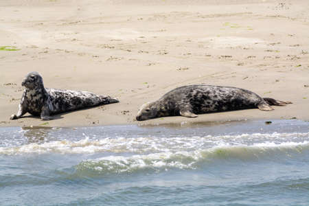 Animal collection, group of big sea seals resting on sandy beach during low tide in Oosterschelde, Zeeland, Netherlands in juneの写真素材