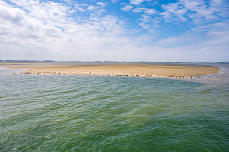 Animal collection, group of big sea seals resting on sandy beach during low tide in Oosterschelde,...