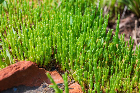 Botanical collection, young green edible sea succulent plant, Salicornia or sea glassworth weed, growing on salt marshesの写真素材