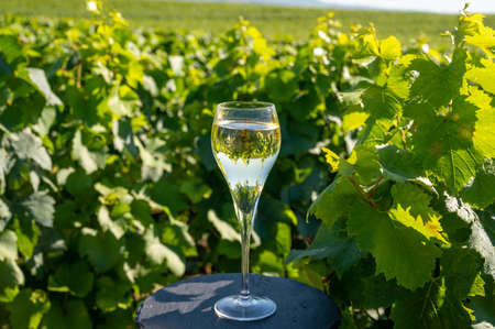 Tasting of brut and demi-sec white champagne sparkling wine from special flute glasses with view on green Champagne vineyards, Franceの写真素材