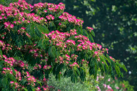 Pink blossom or Persian silk tree Albizia julibrissin in summer
