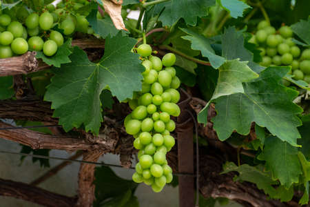 Bunch of green unripe table grapes hanging on grape plant in vineyard close up