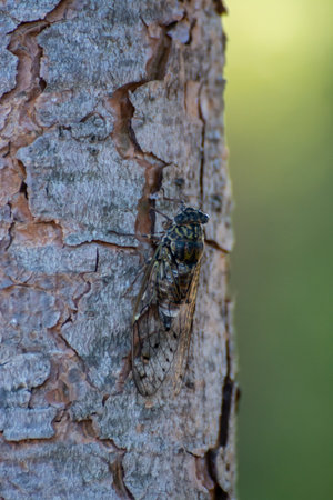 Symbol of Provence, adult cicada orni insect sits on tree close-up