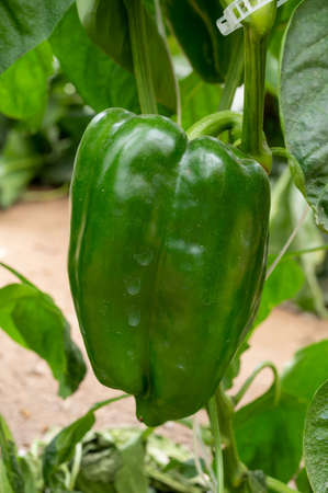 Green bell peppers or paprika plants in small French greenhouse in Provence, France