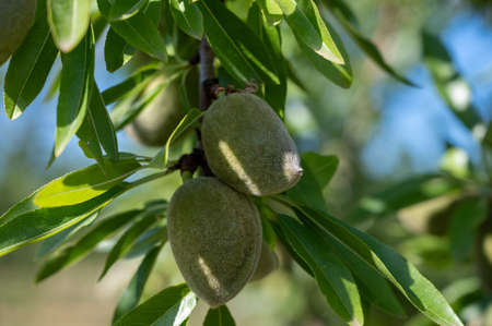 Green almonds nuts ripening on tree in summer, cultivation of almond nuts in Provence, France
