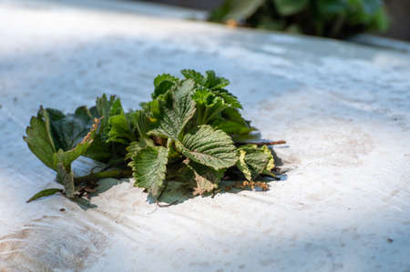 Plantations of young strawberry plants growing outdoor on soil covered with plastic film