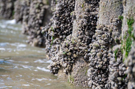 Groups of live mussels clams shellfish growing on wooden poles at low tide in North sea, Zoutelande, Zeeland, Netherlandsの写真素材