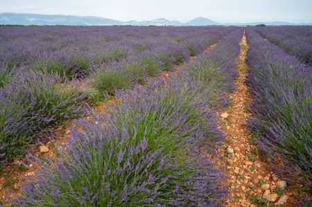 Touristic destination in South of France, colorful aromatic lavender and lavandin fields in blossom in July on plateau Valensole, Provence.の写真素材