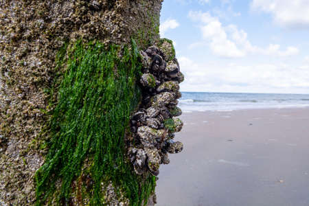 Groups of live mussels clams shellfish growing on wooden poles at low tide in North sea, Zoutelande,...