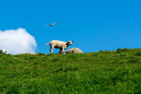 Lambs family graze on the green dams of the North Sea in Zeeland, Netherlands in spring