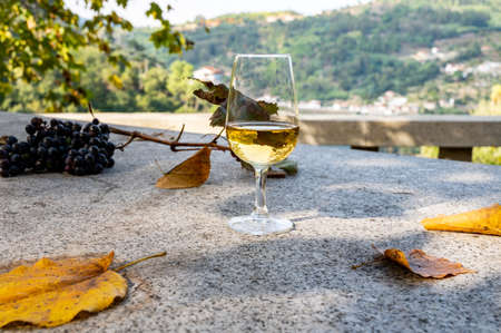 Outdoor tasting of different fortified vintage port wines in glasses in sunny autumn, Douro Valley, Portugal, close upの写真素材