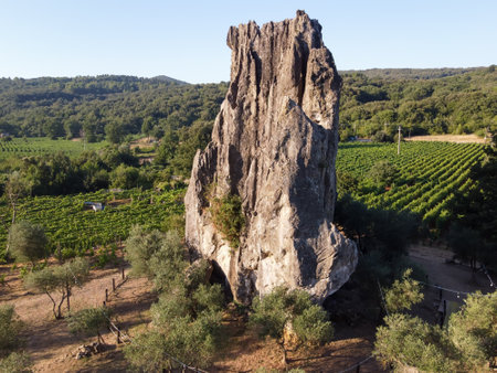 Aerial view on rows of grape plants on green vineyards in Campo Soriano mountains near Terracina, Lazio, wine making in Italyの写真素材