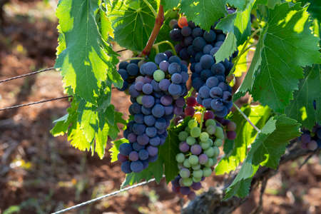 Bunches of red wine merlot grapes ripening on green vineyards in Campo Soriano near Terracina,...