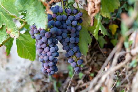 Bunches of red wine merlot grapes ripening on green vineyards in Campo Soriano near Terracina,...