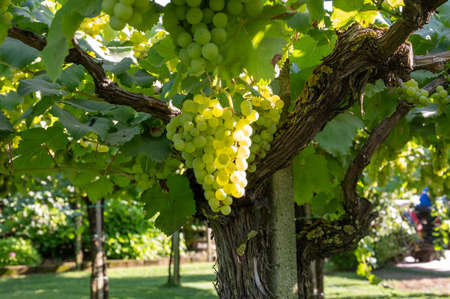 Bunches of white wine muscat grapes ripening in sunlights on vineyards near Terracina, Lazio, Italy