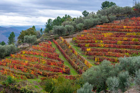 Colorful autumn landscape of oldest wine region in world Douro valley in Portugal, different varietes of grape vines growing on terraced vineyards, production of red, white, ruby and tawny port wine.の写真素材
