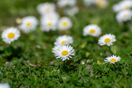Nature spring background with blossom of white daisies flowers and green grassの写真素材