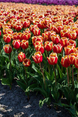Dutch spring, colorful tulips in blossom on farm fields in april and may near Lisse, North Holland, the Netherlandsの写真素材