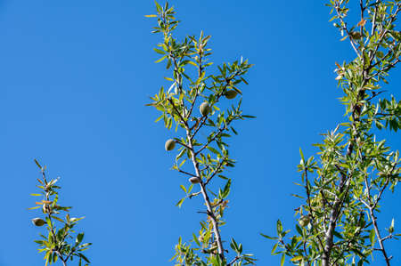 Green almonds nuts ripening on tree in summer, cultivation of almond nuts in Provence, Franceの写真素材