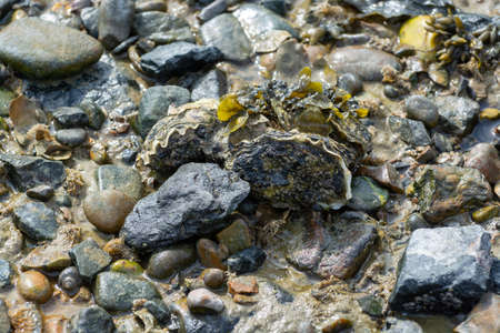 Wild creuse oysters shellfish growing on stones in salted water of Oesterschelde national park...