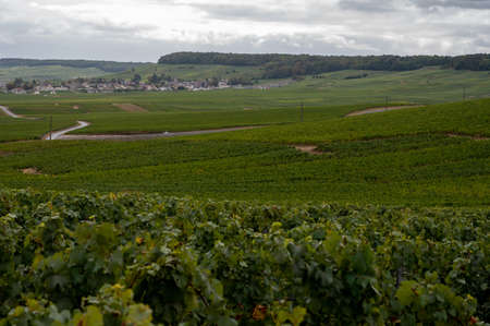 Landscape with green grand cru vineyards near Epernay, region Champagne, France in autumn rainy day. Cultivation of white chardonnay wine grape on chalky soils of Cote des Blancs.の写真素材