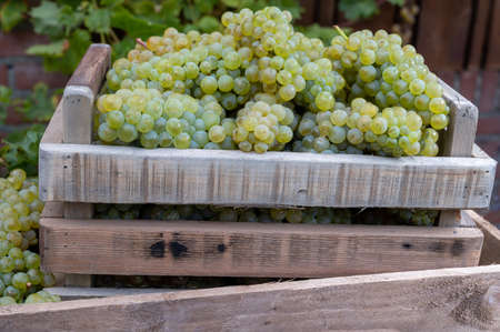 New harvest of white sweet chardonnay grapes on grand cru vineyards near Epernay, region Champagne, France close upの写真素材