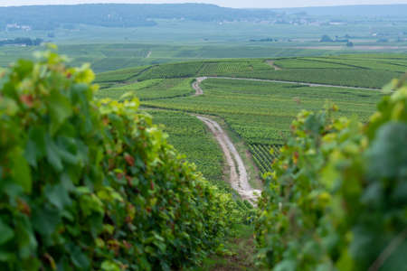 View on green pinot noir grand cru vineyards of famous champagne houses in Montagne de Reims near...