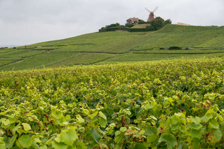 View on green pinot noir grand cru vineyards of famous champagne houses in Montagne de Reims near Verzenay, Champagne, wine making in Franceの写真素材