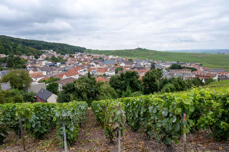 View on green pinot noir grand cru vineyards of famous champagne houses in Montagne de Reims near Verzenay, Champagne, wine making in Franceの写真素材